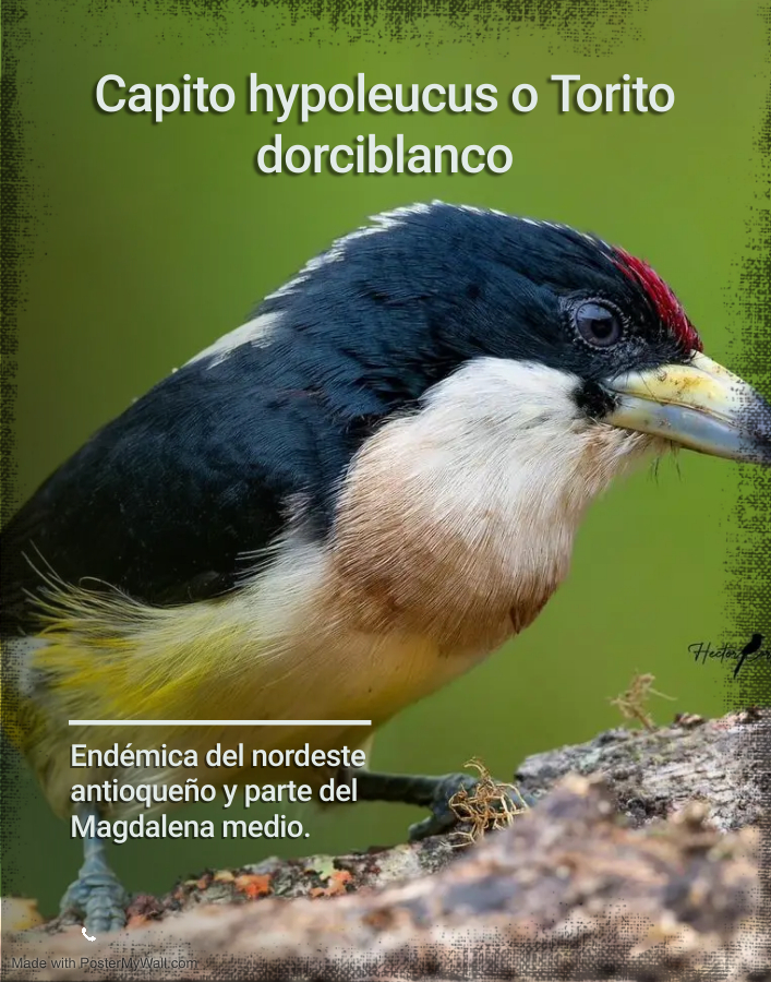endemica.jpg
